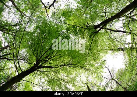 Blick in die Baumkronen der Buchenwälder von Clarach in der Nähe von Aberystwyth, Deredigion, Wales, Großbritannien im Frühjahr. Stockfoto