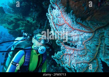 Die Weibliche Tauch Schaut Auf Red Gorgonians Mit Weißen Polypen. Selayar, Süd-Sulawesi, Indonesien Stockfoto