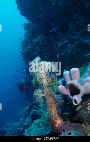 Hellrosa Weichkoralle Und Sponge, Im Hintergrund Dunkler Dropoff Und Blaues Wasser. Selayar, Süd-Sulawesi, Indonesien Stockfoto