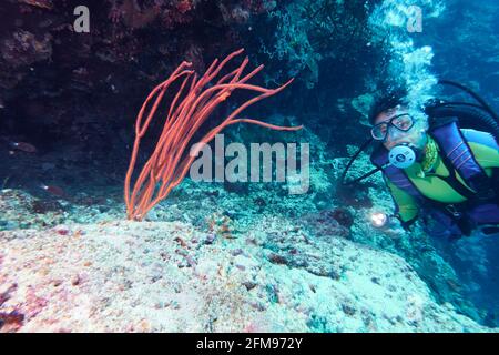 Weibliche Tauerkorallen Ameisenbeine Schaut Auf Red Whip Korallen. Selayar Süd-Sulawesi Indonesien Stockfoto