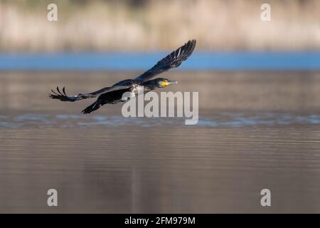 Großer Kormoran (Phalacrocorax carbo), der über Wasser fliegt Stockfoto