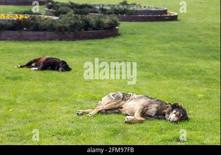 Zwei streunende Hunde liegen im Frühling auf dem Stadtrasen Tag Stockfoto