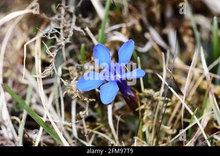 Spring Gentian (Gentiana verna) Flower, Widdybank Fell, Moor House National Nature Reserve, Upper Teesdale County Durham, England, UK, Stockfoto