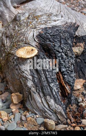 Alter trockener, dick verbrannter Baumstamm, auf dem der Pilz wächst. Vertikales Bild. Stockfoto