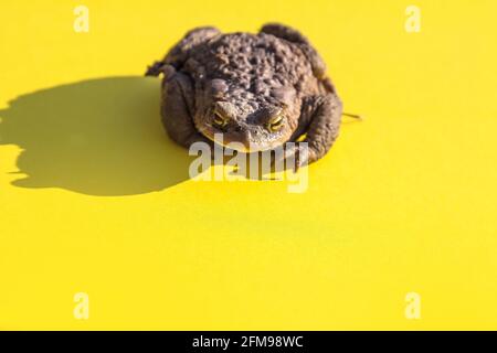 Eine große gemeinsame Wasserkröte auf gelbem Hintergrund. Stockfoto