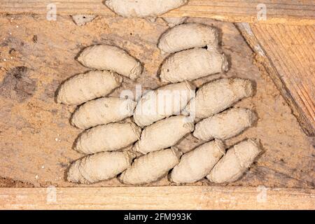 Nest mit Schlammwespen (Sceliphron) Larven in Schlammkokons auf Die Mauer einer alten Scheune Stockfoto