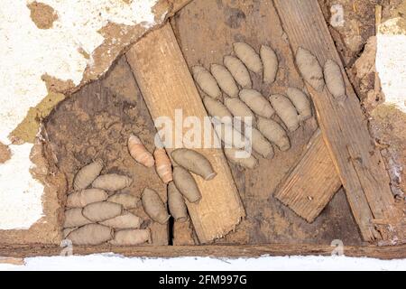 Nest mit Schlammwespen (Sceliphron) Larven in Schlammkokons auf Die Mauer einer alten Scheune Stockfoto