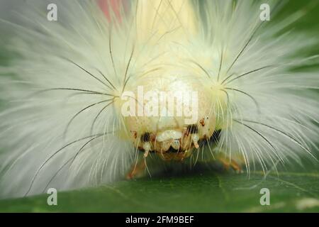 Nahaufnahme der Raupe der Pale Tussock-Motte (Calliteara pudibunda). Tipperary, Irland Stockfoto