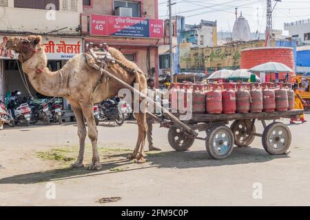 CHITTORGARH, INDIEN - 15. FEBRUAR 2017: Kamel zieht Gasflaschen in Chittorgarh, Rajasthan, Indien Stockfoto