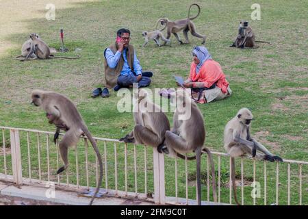 CHITTORGARH, INDIEN - 15. FEBRUAR 2017: Menschen sitzen auf einem Gras unter Langur-Affen im Chittor Fort in Chittorgarh, Bundesstaat Rajasthan, Indien Stockfoto