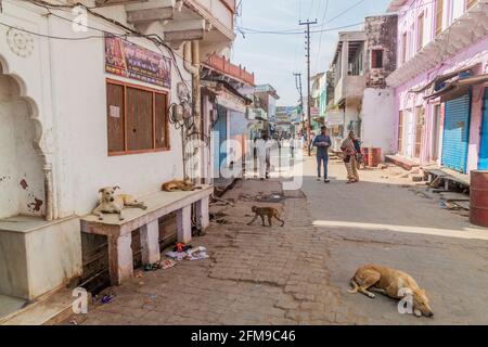 VRINDAVAN, INDIEN - 18. FEBRUAR 2017: Hunde und Makaken auf einer Straße in Vrindavan, Bundesstaat Uttar Pradesh, Indien Stockfoto