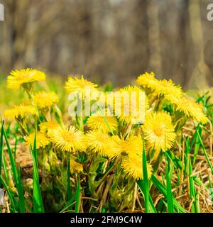 Tussilago farara Gelber Koloss erster Frühling blüht im grünen Gras Auf Wald natürlichen Hintergrund Stockfoto