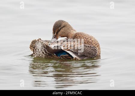 Ein weiblicher Mallard, Anas platyrhynchos, der sich auf dem Wasser aufpresening Stockfoto