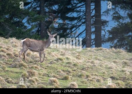 Rotwild (Cervus elaphus) in der Berglichtung Stockfoto