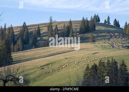 Berglandschaft mit Schafherden, die Gras auf der Wiese fressen Stockfoto