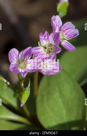 Claytonia caroliniana (Carolina Spring-beauty) blüht Stockfoto