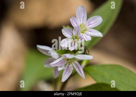 Claytonia caroliniana (Carolina Spring-beauty) blüht Stockfoto