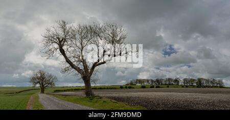 Yorkshire hat im Frühling frisch gepflügte Felder in einer Landschaft mit Fußwegen und Bäumen unter bewölktem Himmel in der Nähe von Sledmere, North Yorkshire, Großbritannien. Stockfoto