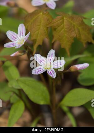 Claytonia caroliniana (Carolina Spring-beauty) blüht Stockfoto