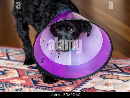 Vorderansicht eines traurigen schwarzen Pudel Terrier oder Yorkiepoo In einem doppelten schützenden Kunststoff Hals Recovery-Konus zu stoppen Lecken Stockfoto
