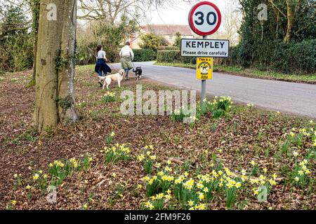 Wilde Narzissen (Narcissus pseudonarcissus) im Frühjahr am Eingang zum Dorf Kempley in der Nähe von Dymock, Gloucestershire, Großbritannien Stockfoto