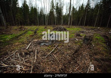 Ein Raupentraktor fährt durch eine Waldlichtung. Ein industrieller Bulldozer steckt im Schlamm fest. Lastwagen laufen im Boden Stockfoto