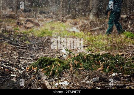 Ein Raupentraktor fährt durch eine Waldlichtung. Ein industrieller Bulldozer steckt im Schlamm fest. Lastwagen laufen im Boden Stockfoto