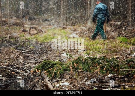 Ein Raupentraktor fährt durch eine Waldlichtung. Ein industrieller Bulldozer steckt im Schlamm fest. Lastwagen laufen im Boden Stockfoto