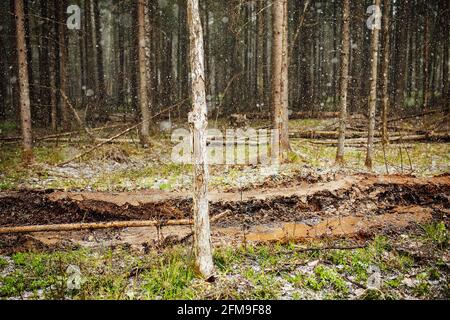 Ein Raupentraktor fährt durch eine Waldlichtung. Ein industrieller Bulldozer steckt im Schlamm fest. Lastwagen laufen im Boden Stockfoto