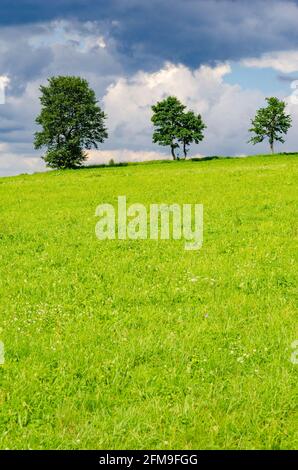 Landschaft mit drei einsamen Bäumen am grünen Horizont und dramatisch Himmel vor dem Regen oder Sturm Stockfoto