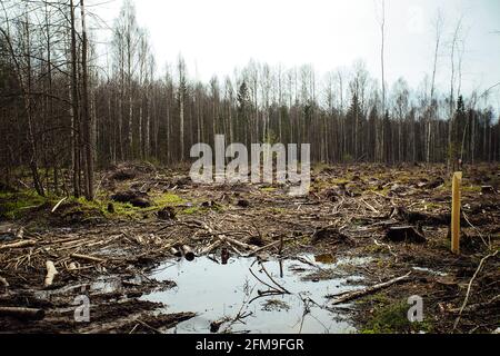 Ein Raupentraktor fährt durch eine Waldlichtung. Ein industrieller Bulldozer steckt im Schlamm fest. Lastwagen laufen im Boden Stockfoto