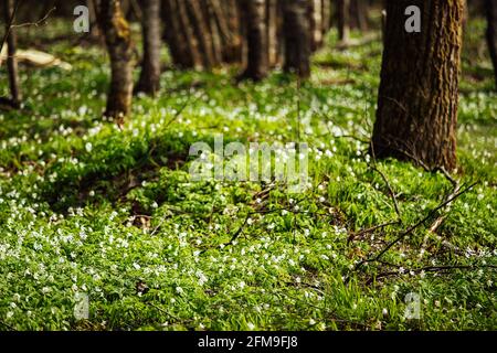 Schneeglöckchen blühen. Die ersten frühen weißen Blüten im wilden Wald. Zarte, leuchtend grüne Vegetation bahnt sich ihren Weg aus der sonnenerwärmten Erde Stockfoto