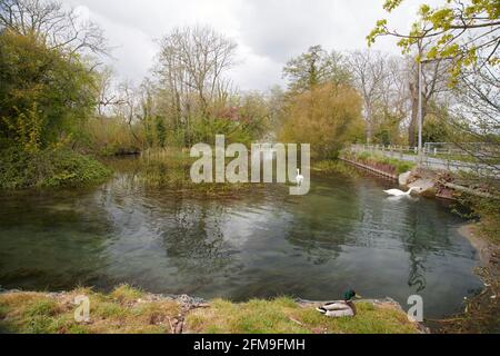 Driffield Forellenbach, ein weltberühmter Kreidebach mit seinem kristallklaren Wasser, bekannt als West Beck Driffield, East Yorkshire, England, Großbritannien. GB. Stockfoto