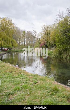 Driffield Forellenbach, ein weltberühmter Kreidebach mit seinem kristallklaren Wasser, bekannt als West Beck Driffield, East Yorkshire, England, Großbritannien. GB. Stockfoto