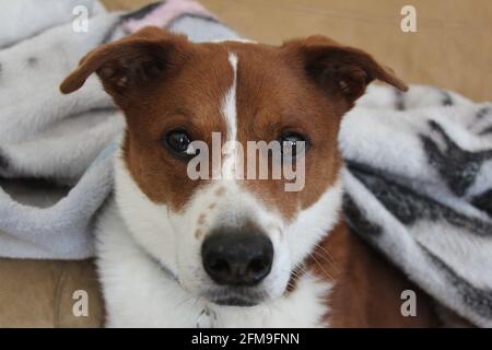 Hund kuschelt unter einer Decke Stockfoto