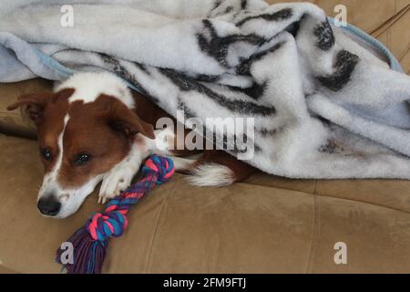 Hund kuschelt unter einer Decke Stockfoto
