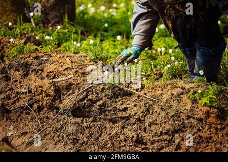 Uniformierte Arbeiter säen manuell kleine Baumkeimlinge in den Boden. Wiederaufforstung funktioniert nach dem Abschneiden von Bäumen. Nadelwald vom Menschen angebaut. Stockfoto