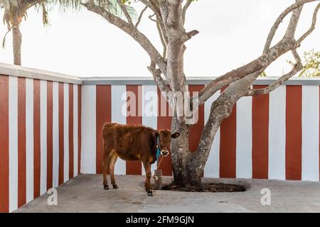 Eine Kuh, die in einem alten Hindu-Tempel mit rot gestreiften Wänden in den Chamundi Hills in der Stadt Mysore, Indien, an einen Baum gebunden ist. Stockfoto