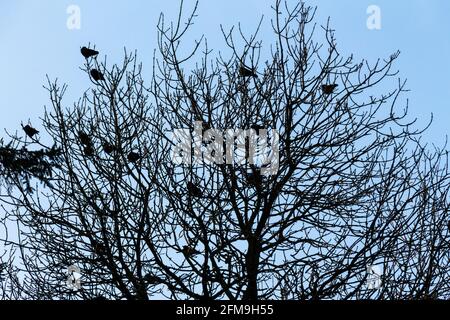 Eine Herde von Aas-Krähen, die im Winter in einem blattlosen Baum sitzen und einen Kontrast zu einem blauen Himmel bieten Stockfoto