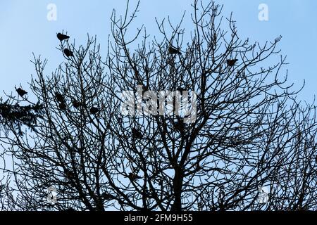 Flock of carrion crows sitting perched in a leafless tree in winter, contrasting against a blue sky Stockfoto