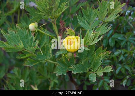 (Delavay’s Tree Peony (paeonia delavayi) Knospen entwickeln sich am Rebstock, East Yorkshire, England, Großbritannien. Stockfoto