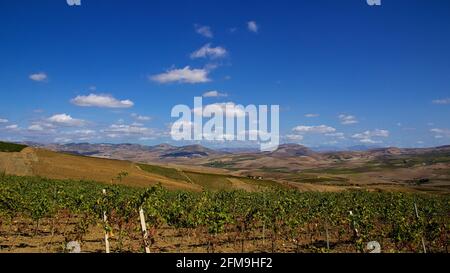 Italien, Sizilien, Santa Margherita di Belice, Blick über Weinberge und Rebenreihen zum Arancio-See, Hügel im Hintergrund, blauer Himmel mit vereinzelten weißen Wolken Stockfoto