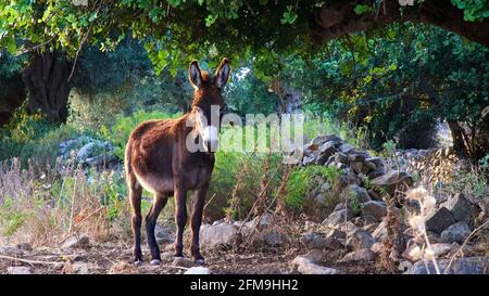 Italien, Sizilien, Modica, Nacalino Agriturismo, Esel im Abendlicht unter einem Baum Stockfoto