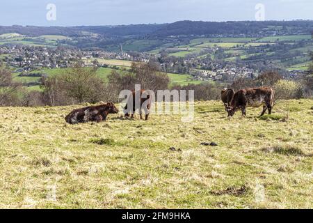 Conservation Grazing on Rudge Hill (Edge Common) National Nature Reserve, Edge, Gloucestershire Großbritannien - das Dorf Painswick ist im Hintergrund. Stockfoto