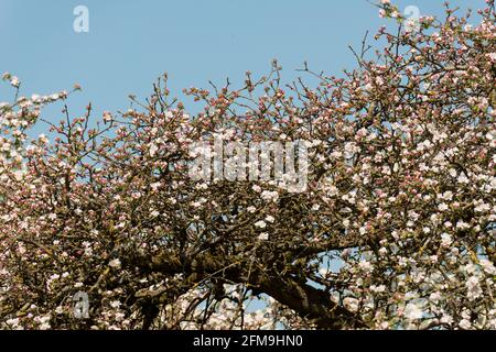 Apfelblüten, Frühling, Obstgarten, Hüttengarten, Bayern, Deutschland Stockfoto