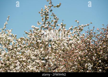 Apfelblüten, Frühling, Obstgarten, Hüttengarten, Bayern, Deutschland Stockfoto