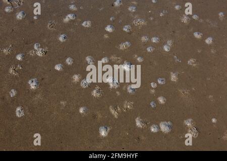 Europäischer Lugwurm/Sandwurm (arenicola Marina) Futtergruben in Sand und Abgüsse von entleckten Sedimenten auf Der Strand bei Ebbe Stockfoto