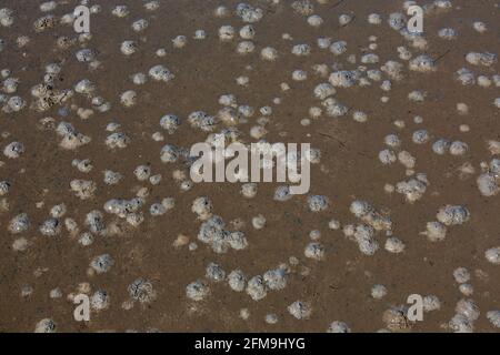 Europäischer Lugwurm/Sandwurm (arenicola Marina) Futtergruben in Sand und Abgüsse von entleckten Sedimenten auf Der Strand bei Ebbe Stockfoto