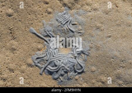 Europäischer Lugwurm/Sandwurm (arenicola Marina) Futtergrube in Sand und Abgüsse von entleckten Sedimenten Der Strand bei Ebbe Stockfoto