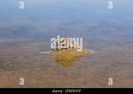 Europäischer Lugwurm/Sandwurm (arenicola Marina) Abguss von entleckten Sedimenten am Strand bei Ebbe Stockfoto